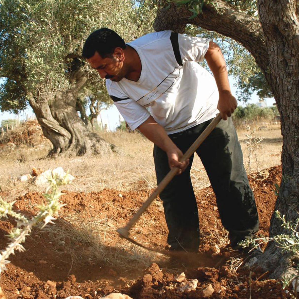 Grüne Oliven aus Palästina 150g