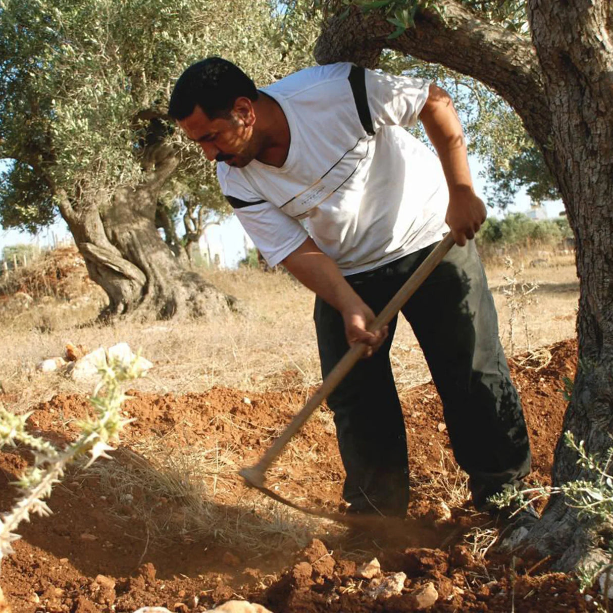 Grüne Oliven aus Palästina 150g
