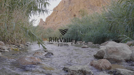 Rift Valley Farms Palestine Jordan Valley