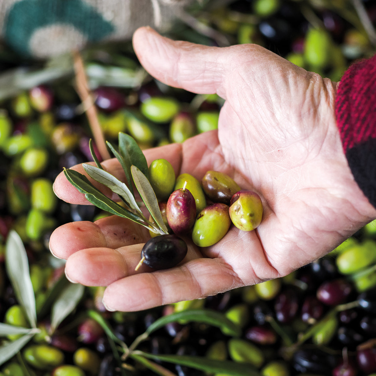 Grüne Oliven aus Palästina 150g