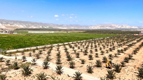 Palästinensische Landwirtschaft und die Herausforderung - Rift Valley Farms EU