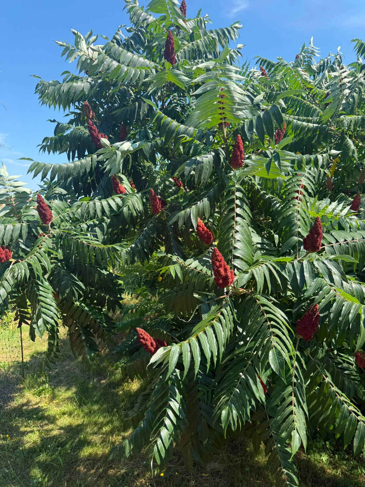 Sumach aus Palästina: Geschmack, Herkunft & Verwendung - Rift Valley Farms EU