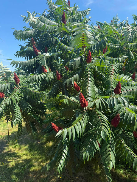 Sumach aus Palästina: Geschmack, Herkunft & Verwendung - Rift Valley Farms EU