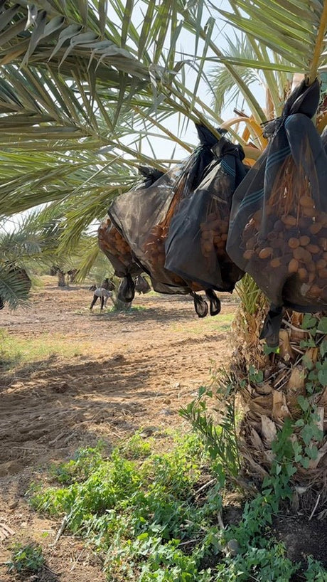 Unsere Farm in Palästina: Herkunft, die einen Ort und eine Geschichte hat - Rift Valley Farms EU