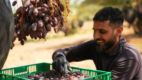 Vom Anbau bis zur Qualitätsprüfung: So entstehen unsere Medjool-Datteln - Rift Valley Farms EU