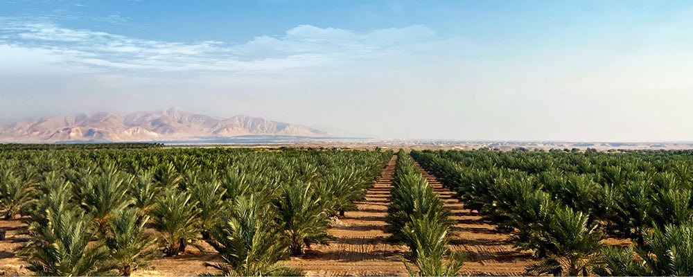 Ramadan Angebote - Rift Valley Farms EU 