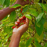 Geschenkpaket: Kampot Pfeffer 3 Sorten - Rift Valley Farms EU