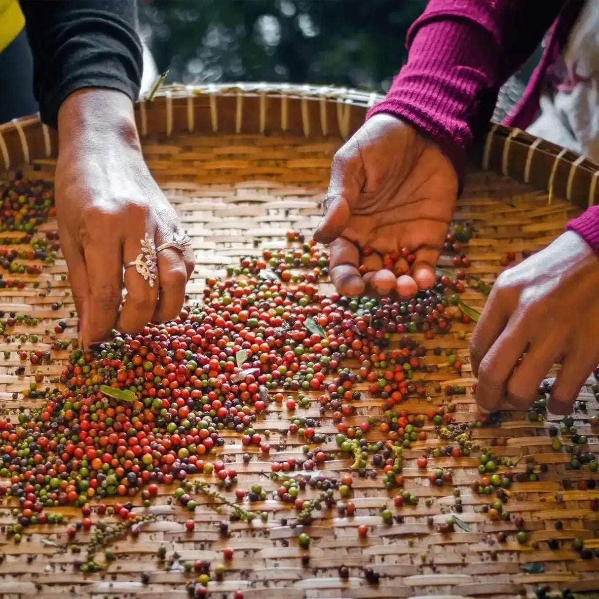 Geschenkpaket: Kampot Pfeffer 3 Sorten - Rift Valley Farms EU
