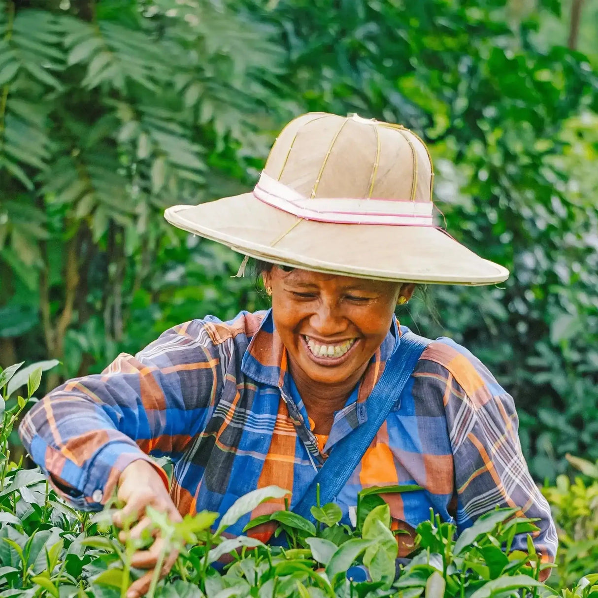 Geschenkpaket: Tee Kollektion 3 Sorten - Rift Valley Farms EU