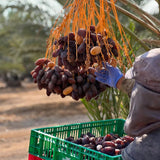 Premium Bio Medjool Datteln aus Jordanien 5KG - Rift Valley Farms EU