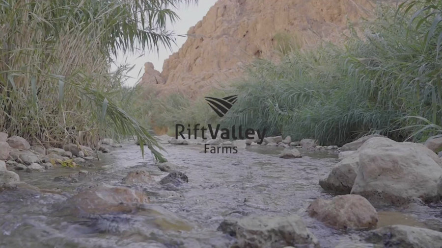 Rift Valley Palestine Date Organic Medjoul Medjool Farm