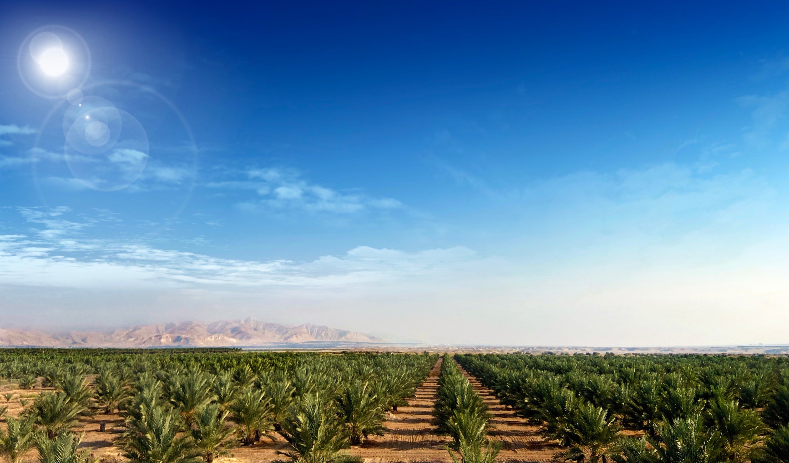 Dattelpalmen auf der Farm von Rift Valley Farms im palästinensischen Jordantal